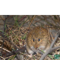 گونه جربیل هندی Indian Gerbil